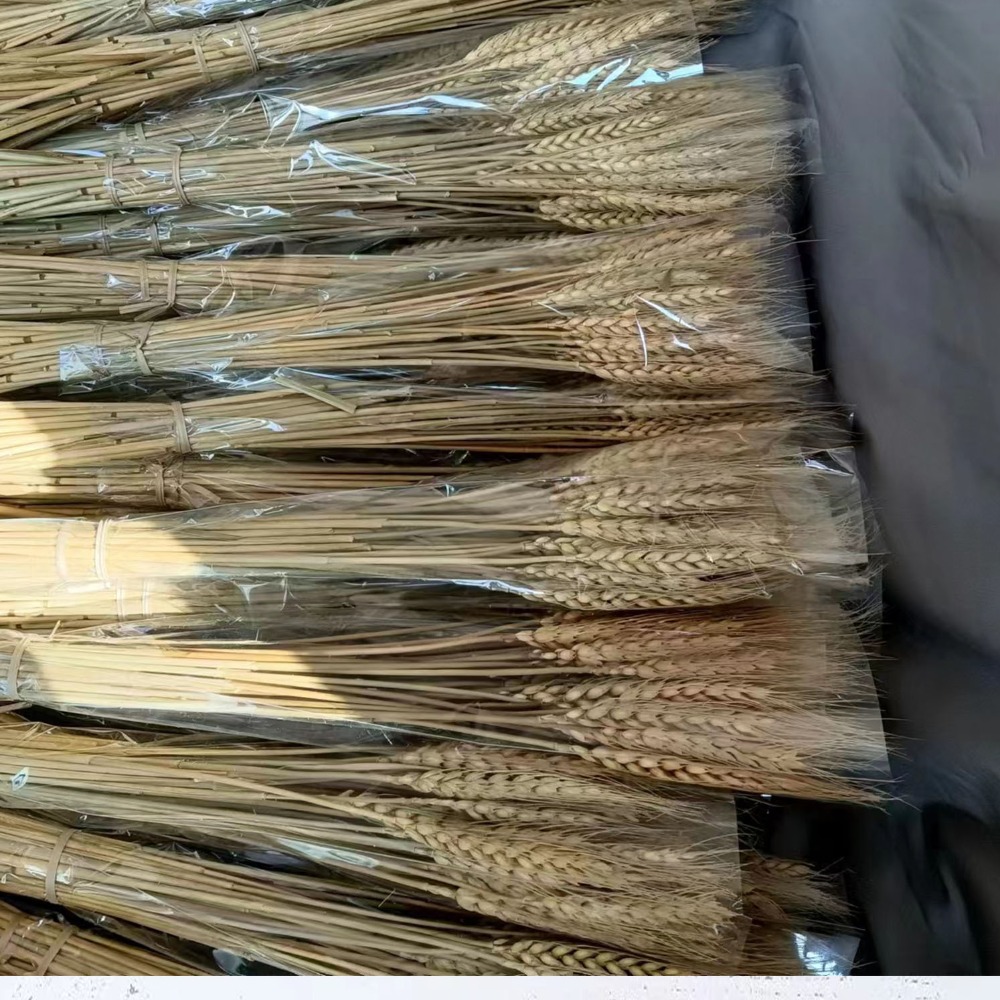 Dried Flower Bulk - 50 Pezzi di Steli di Grano
