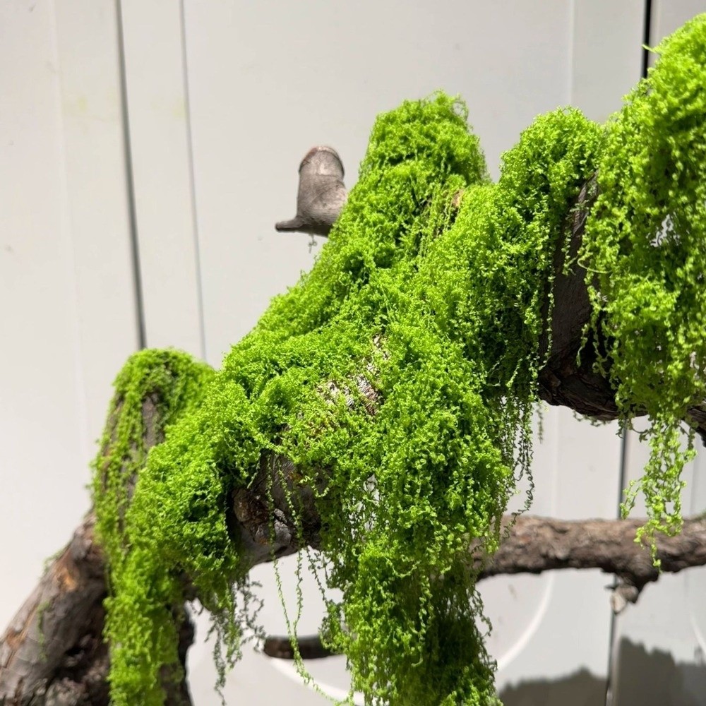 Terrarium Moss Art - Piante di Muschio Artificiale in Poliestere