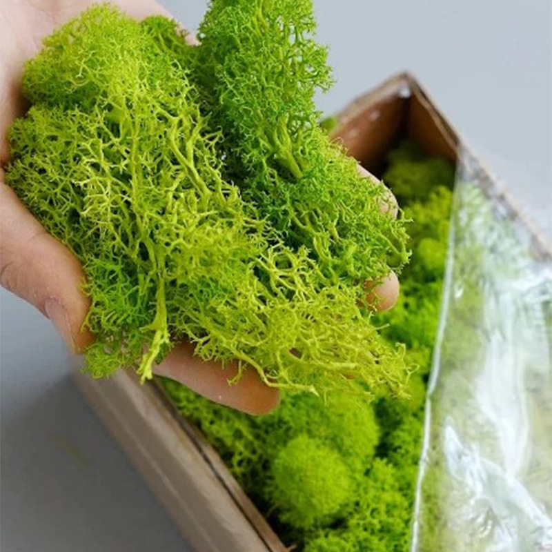 Muschio Eterno 100/200/500g pe - Terrarium Moss Art recensione e prezzo
